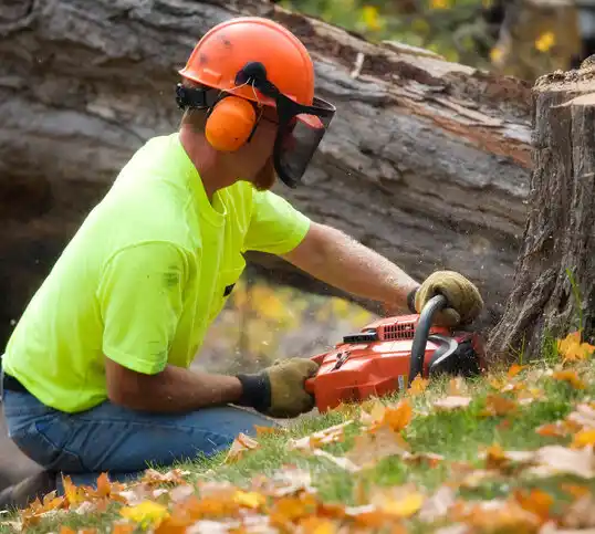 tree services Tolchester